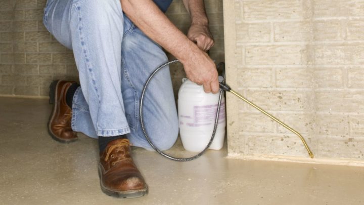 Pest Control Services for Your Home